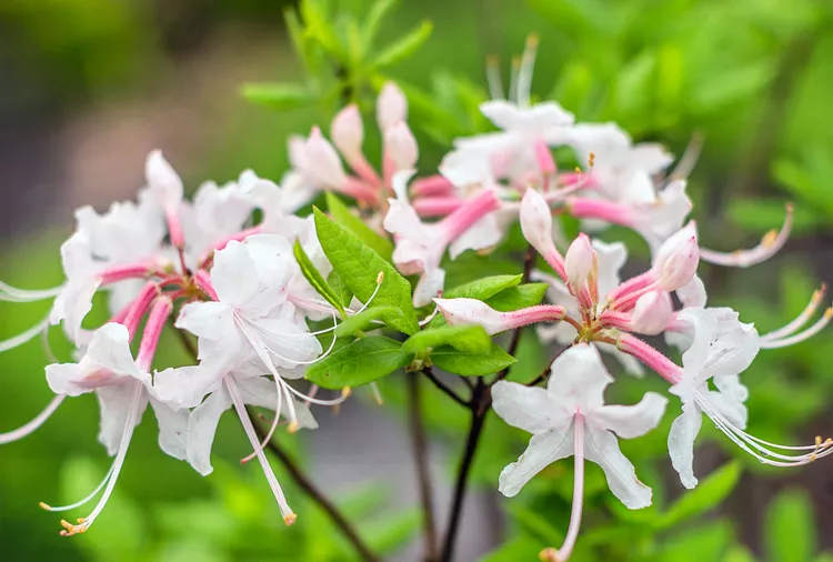 How to Prune Azaleas for Healthy Plants and More Flowers