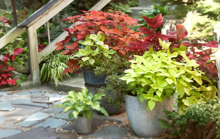 Is Coleus a Perennial or Annual? Here's How to Grow It Both Ways