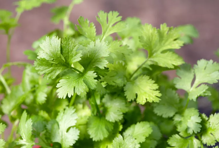 10 Best Cilantro Companion Plants