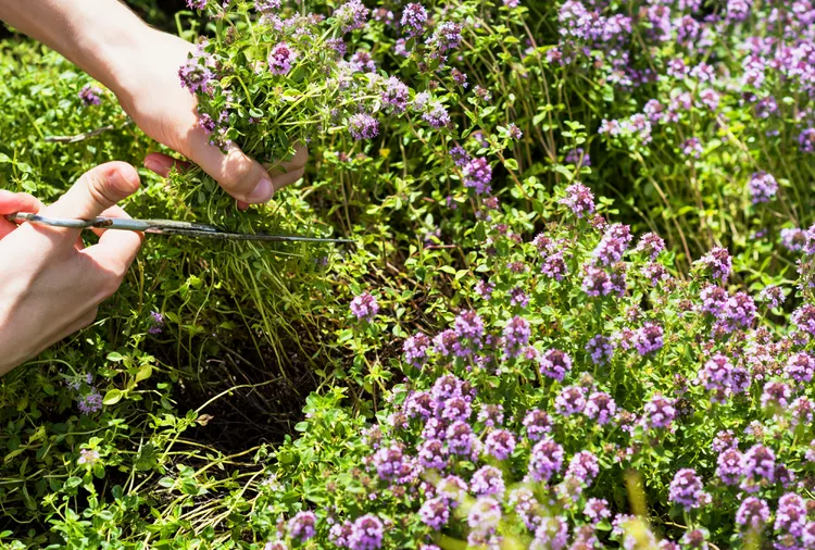 How to Prune Thyme to Keep Your Herb More Productive