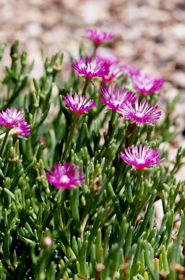 21 Colorful Rock Garden Plants That Thrive in Poor Soil