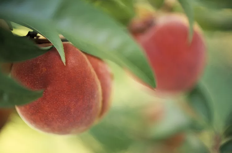 Peach Tree Diseases and Pests