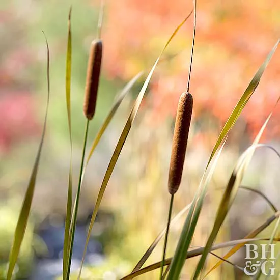 How to Plant and Grow Cattail 