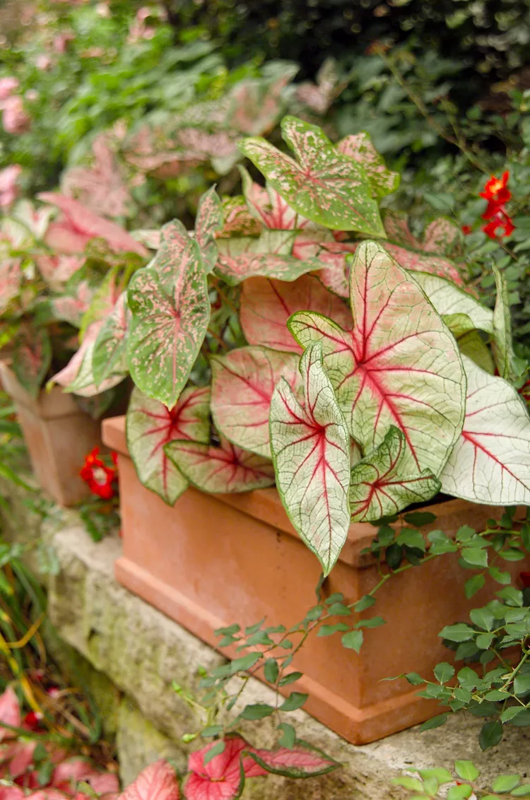 How to Plant and Grow Caladium