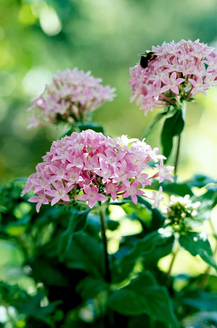 25 Easy Outdoor Plants for All Gardeners