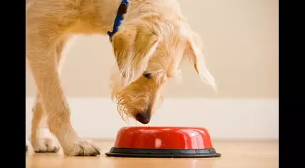 Dog and cat food recalled for ‘potential health risk to people and pets’