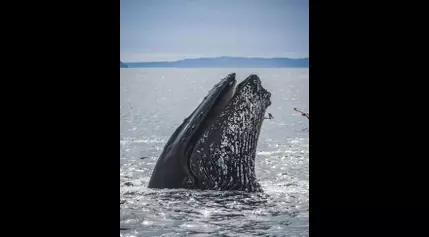 Humpback Whales in Hot Water: The Fight for Food in a Warming World