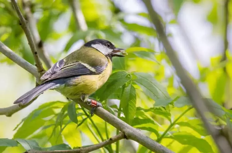 Blue and great tits deploy surprisingly powerful memories to find food, finds study