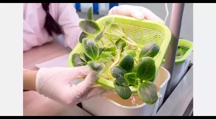 US (TN): The Well food pantry brings hydroponic produce to those in need