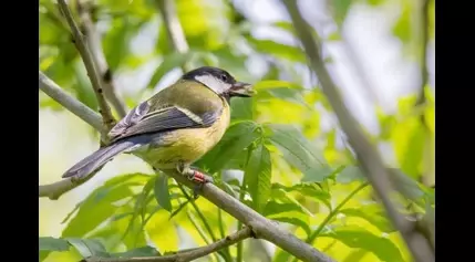 Blue and great tits deploy surprisingly powerful memories to find food, finds study