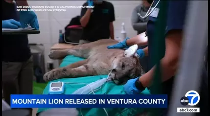 Mountain lion hit by car last Thanksgiving released in Ventura County