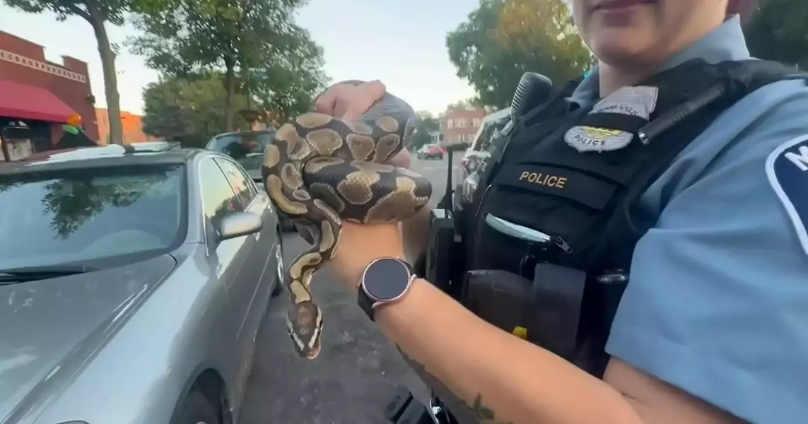 Minneapolis rideshare driver finds boa constrictor left in car