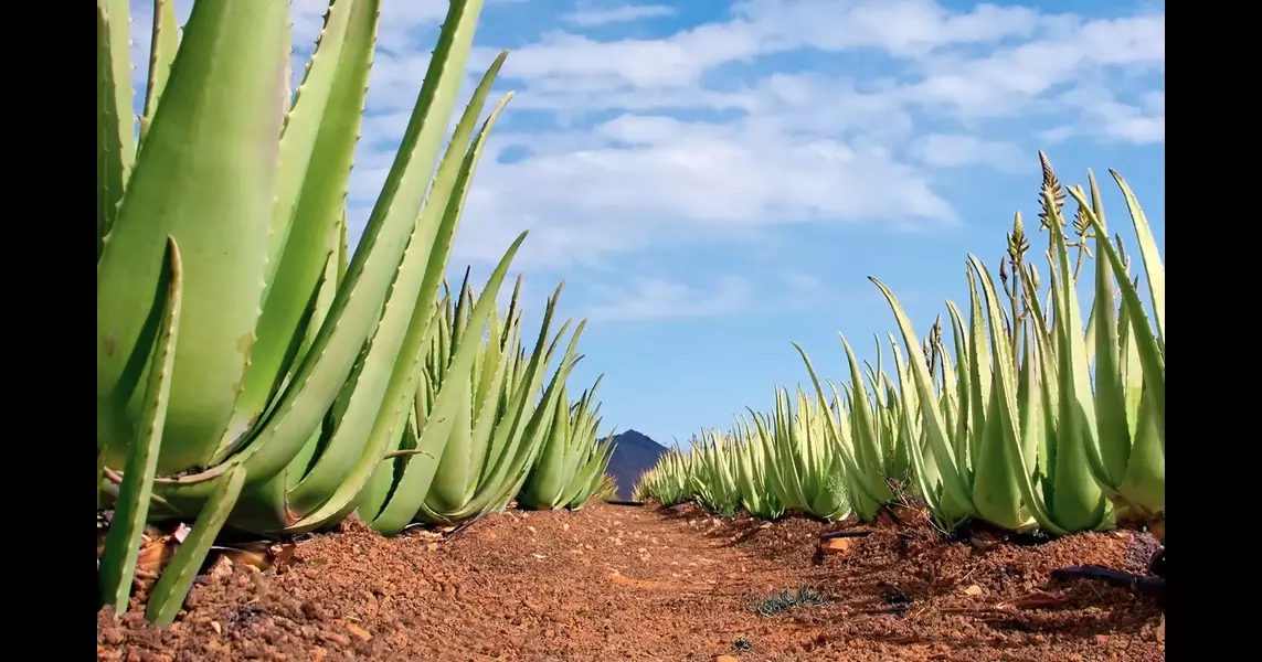 How Aloe vera’s medicinal properties make it essential in medicine, cosmetics, and food products