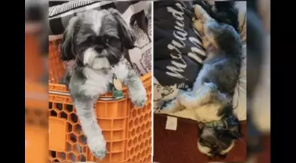 Where’s Theo the Shih Tzu? Dog stolen from car in Southeast DC