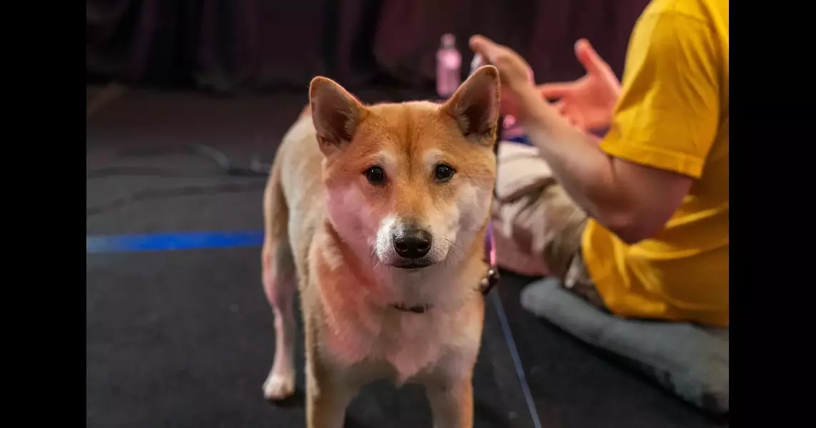 Peanut Butter plays video games for charity. He’s a Shiba Inu.