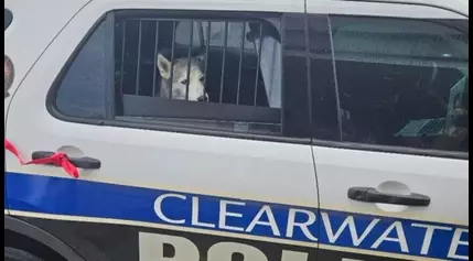 Clearwater police respond after dog ‘stages sit-in’ in stranger’s car at Publix