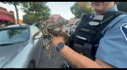 Minneapolis rideshare driver finds boa constrictor left in car