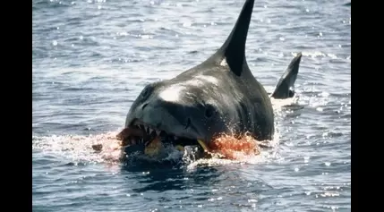 Were Steven Spielberg’s Infamous Mechanical Shark Woes on Jaws Caused by Pesky Local Kids?