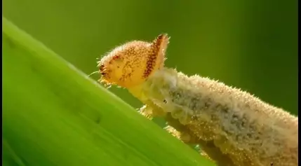 Caterpillars pass down food preferences to offspring through blood