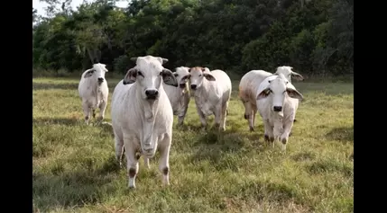 UF/IFAS: Sweaty cattle may boost food security in a warming world