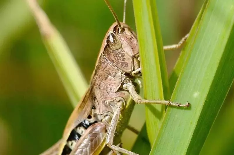 Mass breeding of desert locusts unlocks new food source