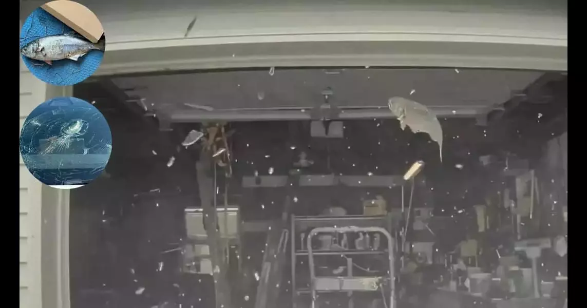 Fish mysteriously drops from sky and crashes into Tesla car in New Jersey. Here’s what happened