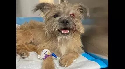 Dog Abandoned In Woods In Canton, Then Hit By Car: ACO