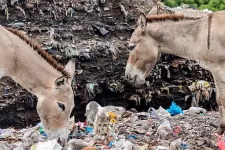 ‘They eat all sorts of things’: why foraging for food is killing Kenya’s donkeys