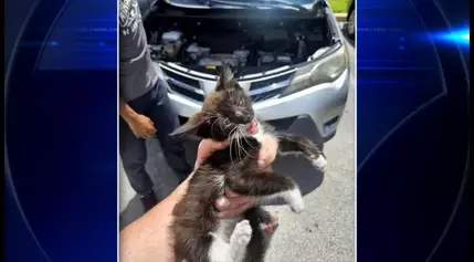 Police officer fostering kitten he rescued after getting stuck in car’s bumper – WSVN 7News | Miami News, Weather, Sports