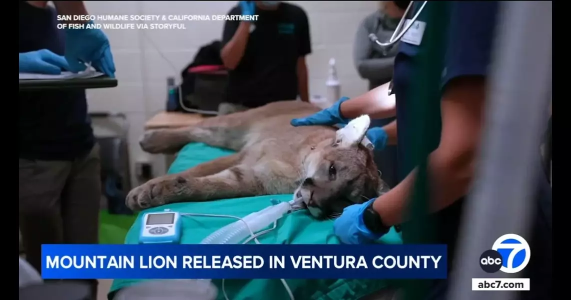 Mountain lion hit by car last Thanksgiving released in Ventura County