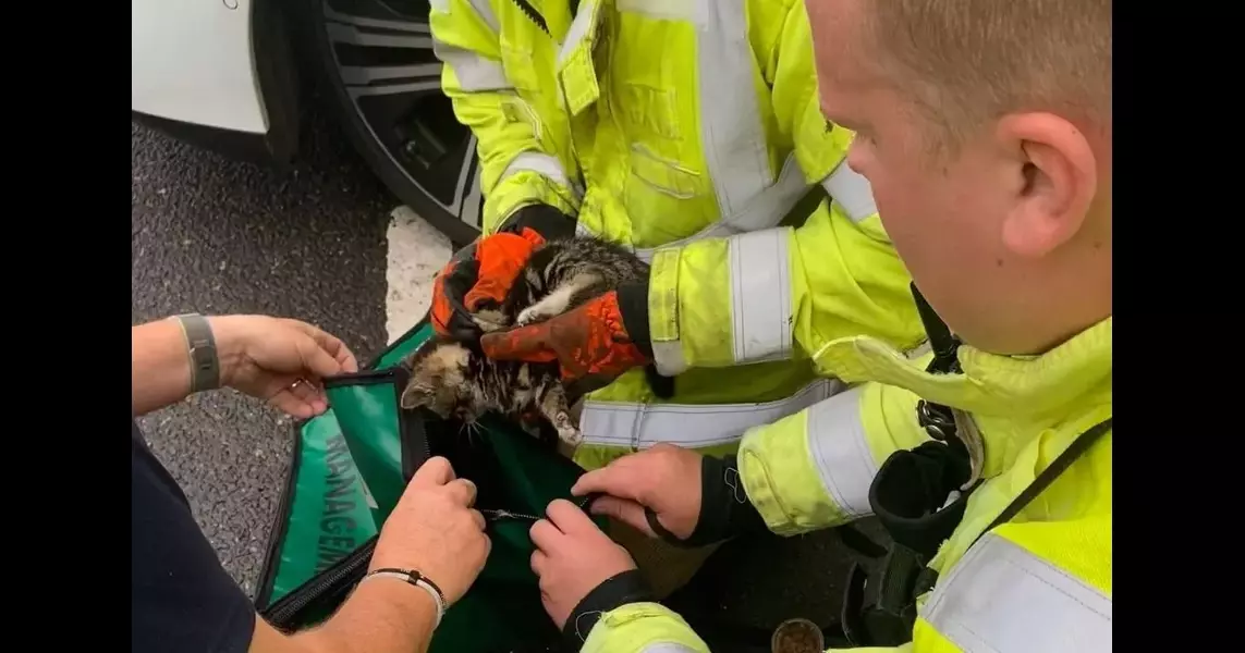 Look: British firefighters rescue kitten from car axle