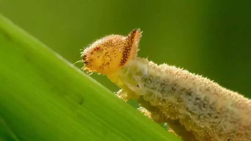 Caterpillars pass down food preferences to offspring through blood