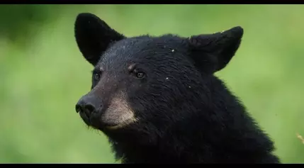 Montana FWP kills food-conditioned bear that raided campsite in the Flathead