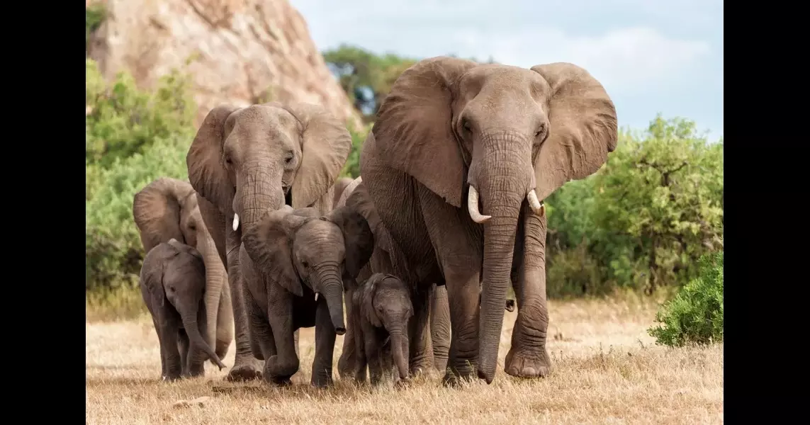 Man on safari killed by elephant after leaving car to take pictures