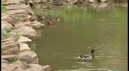 Rennerdale Volunteer Fire Department raising money for pond rehabilitation