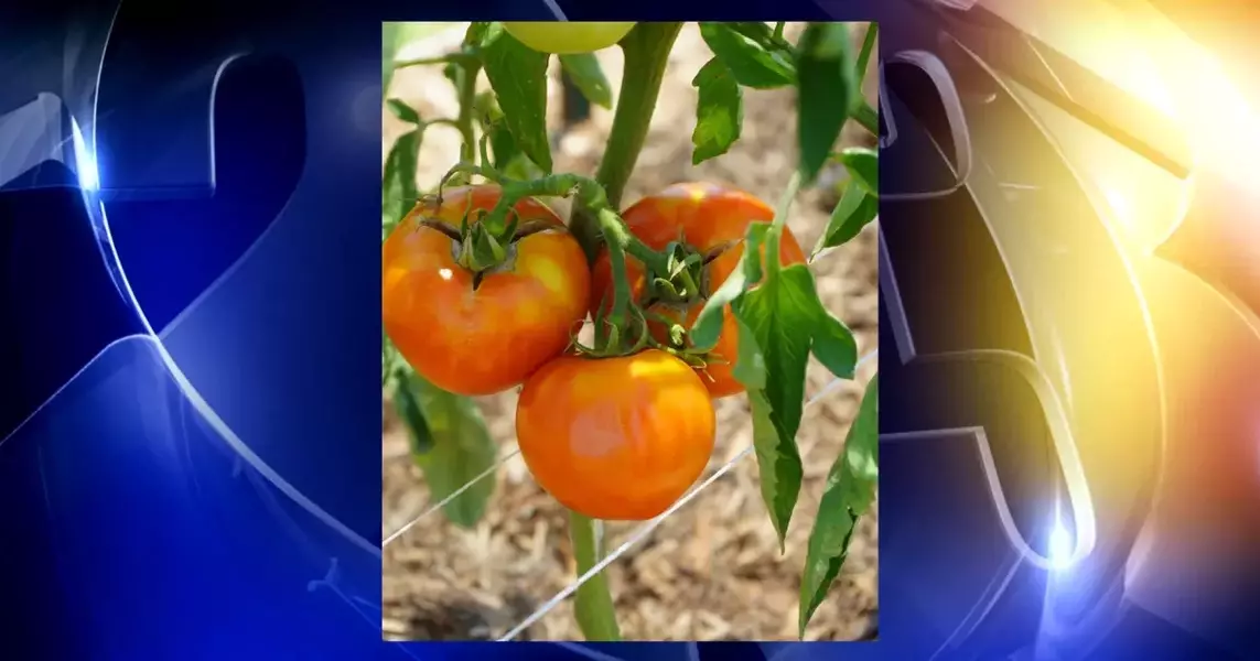 Food On The Move, TTCU distribute 90 pounds of donated tomatoes to those in need