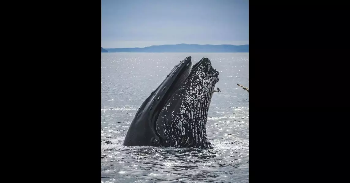 Humpback Whales in Hot Water: The Fight for Food in a Warming World