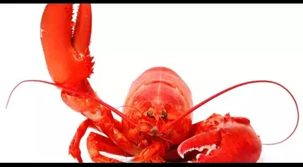 Cousins Maine Lobster food trucks coming to Indiana