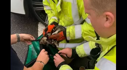 Look: British firefighters rescue kitten from car axle