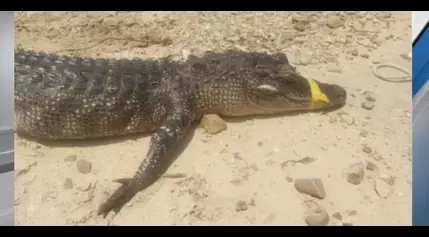 Game wardens investigating alligator poaching in Choctaw County