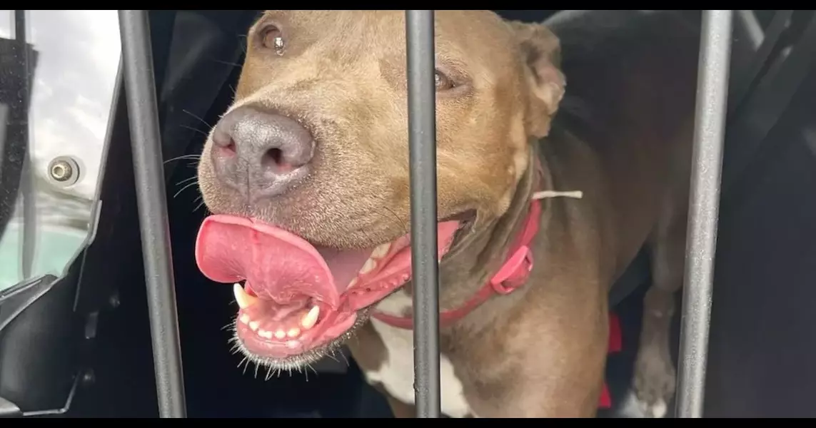 Officers break car window to rescue dog locked in blazing hot car