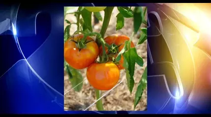 Food On The Move, TTCU distribute 90 pounds of donated tomatoes to those in need