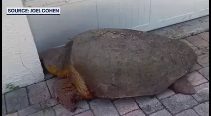 300lb loggerhead sea turtle hit, killed by car in Brevard County