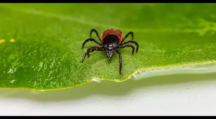 Gillibrand requests federal money to fight tick-borne illnesses