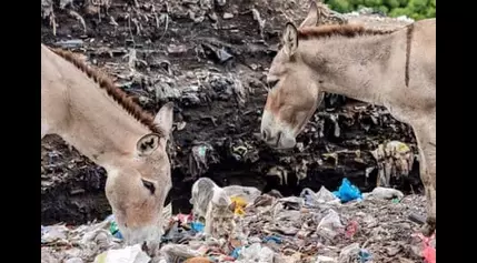 ‘They eat all sorts of things’: why foraging for food is killing Kenya’s donkeys