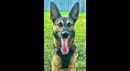 Shreveport Police K9 Enzo arrests 15-year-old suspect