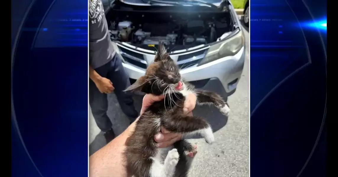 Police officer fostering kitten he rescued after getting stuck in car’s bumper – WSVN 7News | Miami News, Weather, Sports