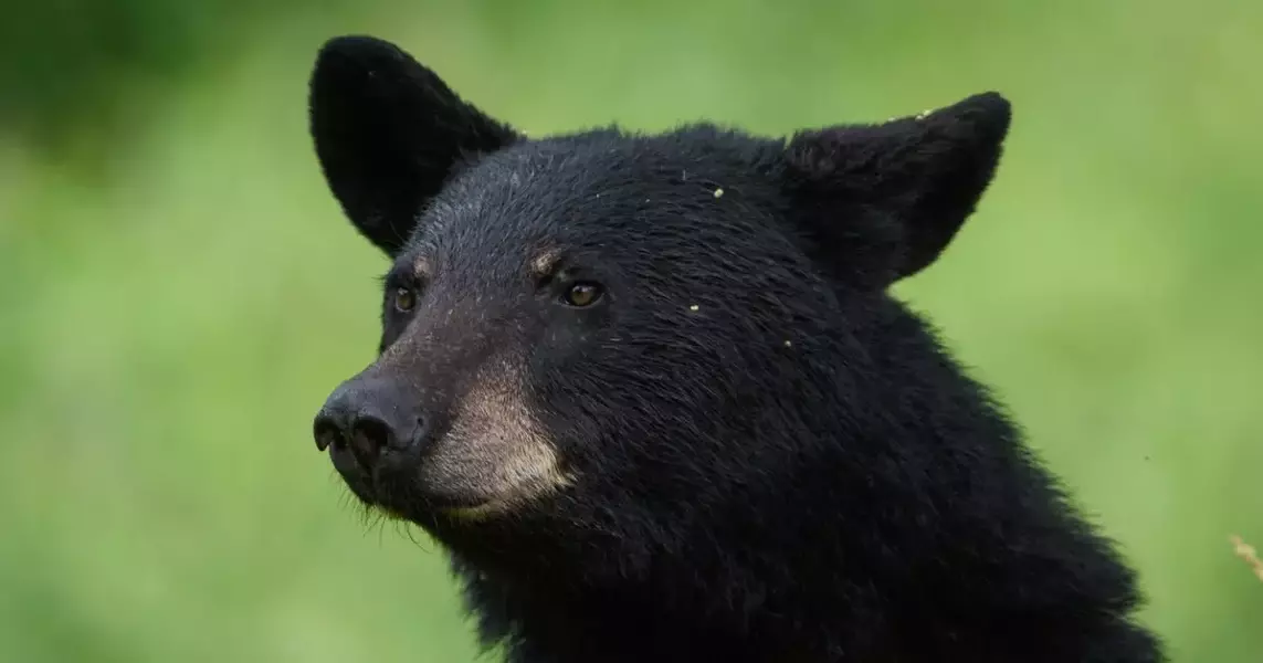 Montana FWP kills food-conditioned bear that raided campsite in the Flathead