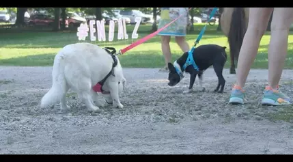 Pets Against Alzheimer’s Walk raises money and awareness