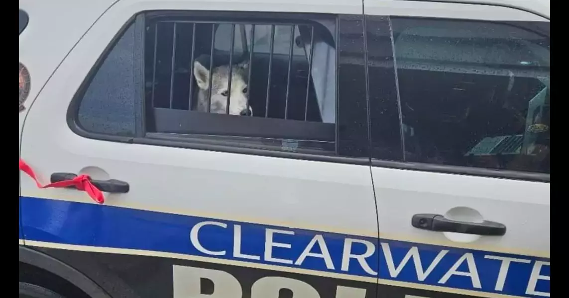 Clearwater police respond after dog ‘stages sit-in’ in stranger’s car at Publix